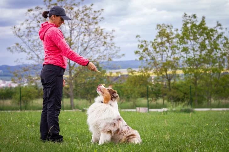 Master K9 Training Online: Expert Tips for Dog Owners