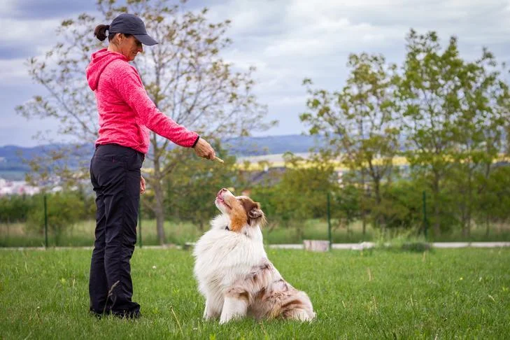 Master K9 Training Online: Expert Tips for Dog Owners