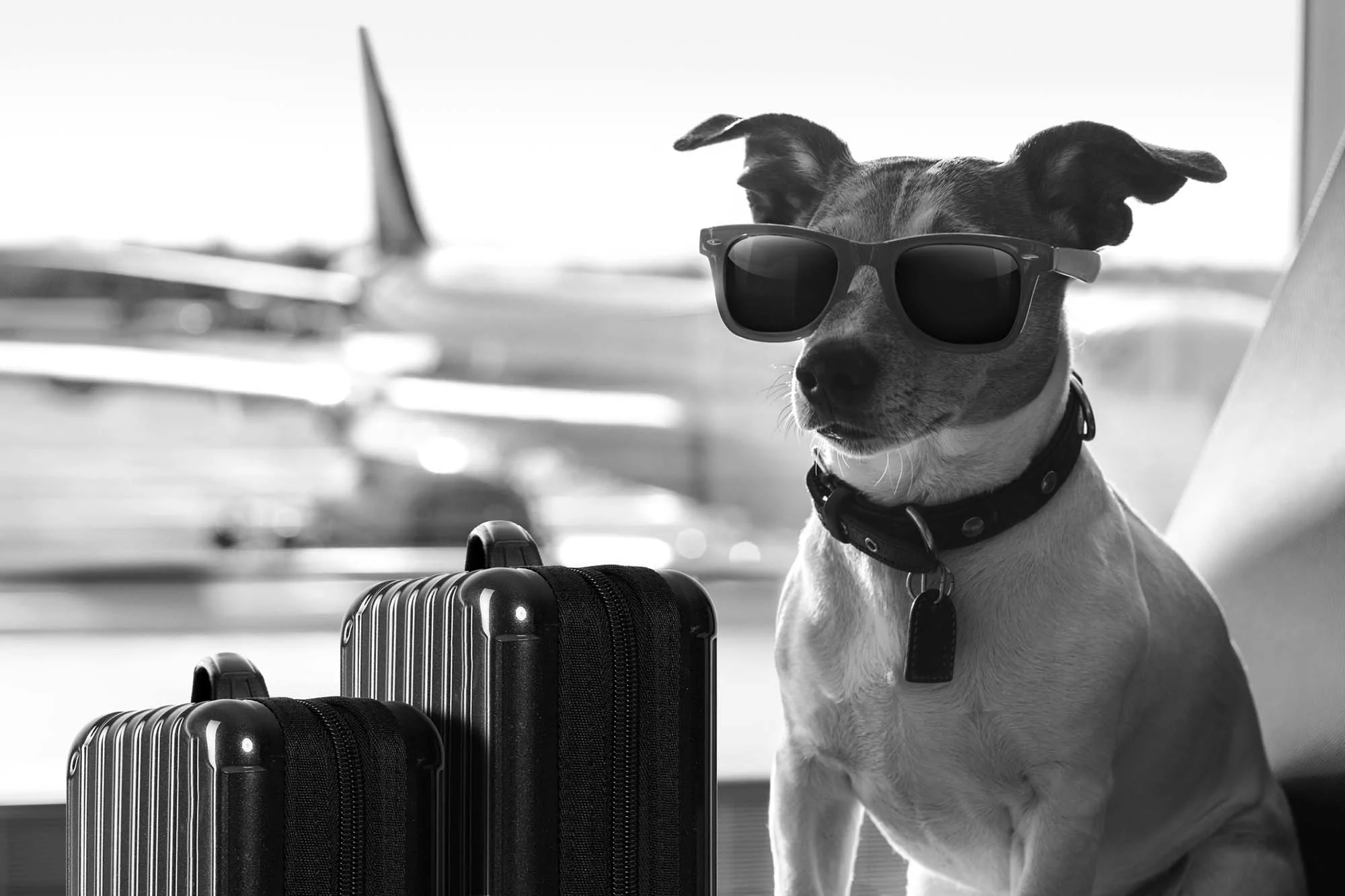 Stress-Free Pet Certificates for UK Travel with Vet Home Certs