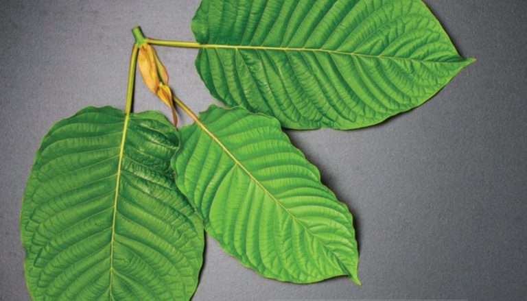 kratom-2